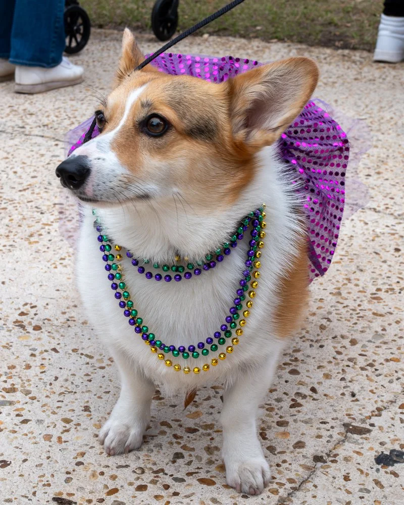 20250223-Mardi Gras Dogs -6.jpg