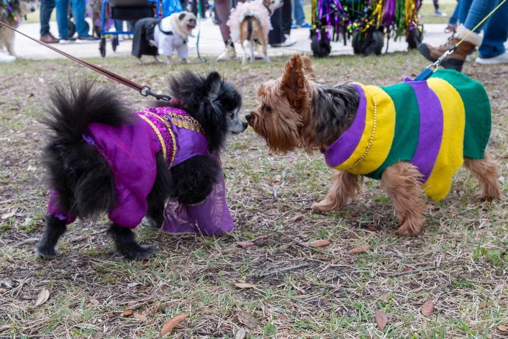 20250223-Mardi Gras Dogs -18.jpg