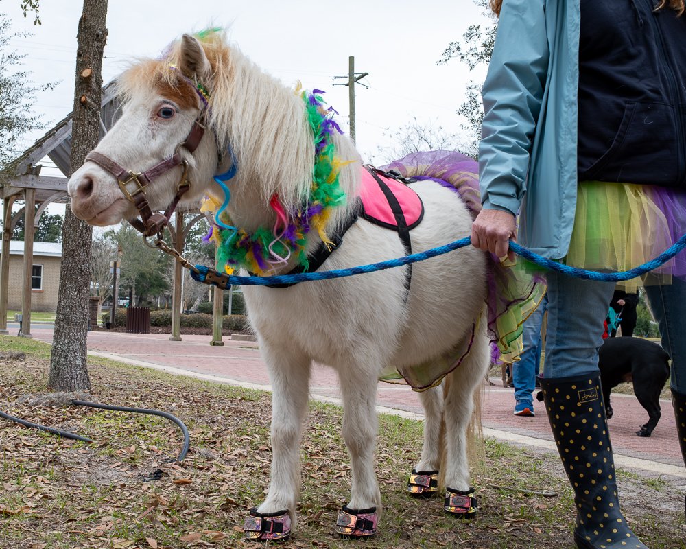 20250223-Mardi Gras Dogs -3.jpg