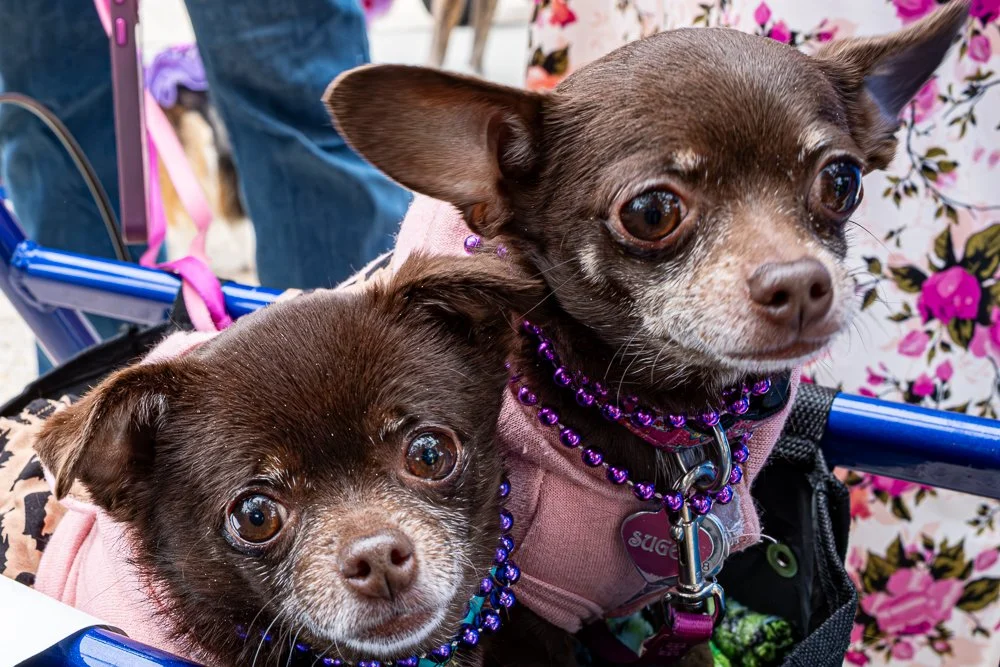 20250223-Mardi Gras Dogs -5.jpg