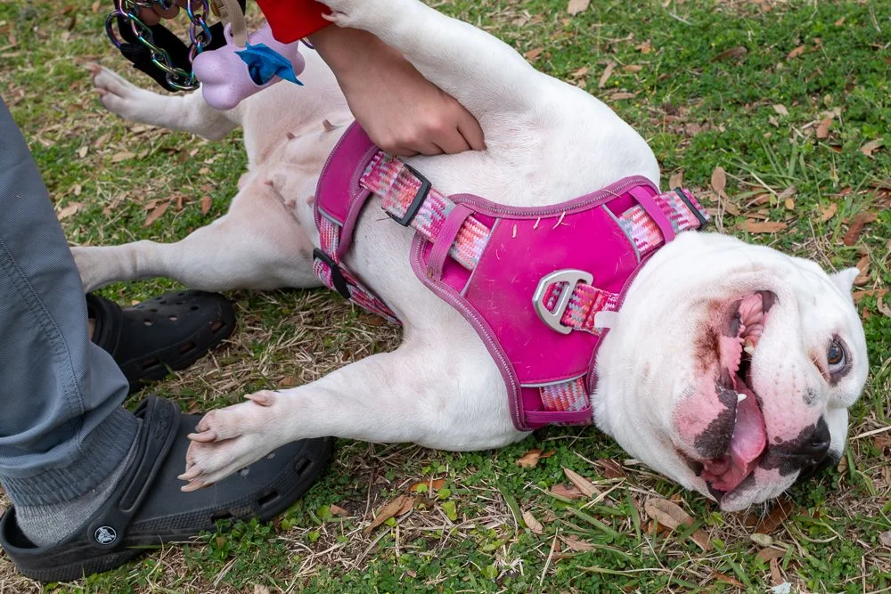 20250223-Mardi Gras Dogs -16.jpg