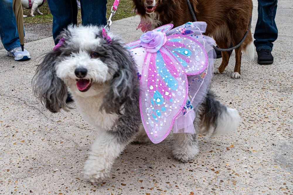 20250223-Mardi Gras Dogs -7.jpg