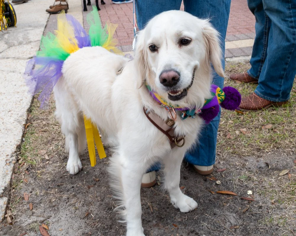 20250223-Mardi Gras Dogs -15.jpg