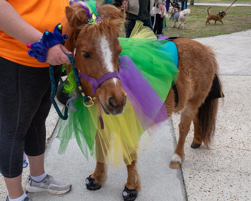 20250223-Mardi Gras Dogs -4.jpg