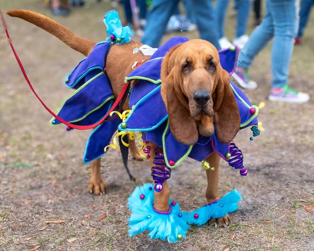 20250223-Mardi Gras Dogs -17.jpg