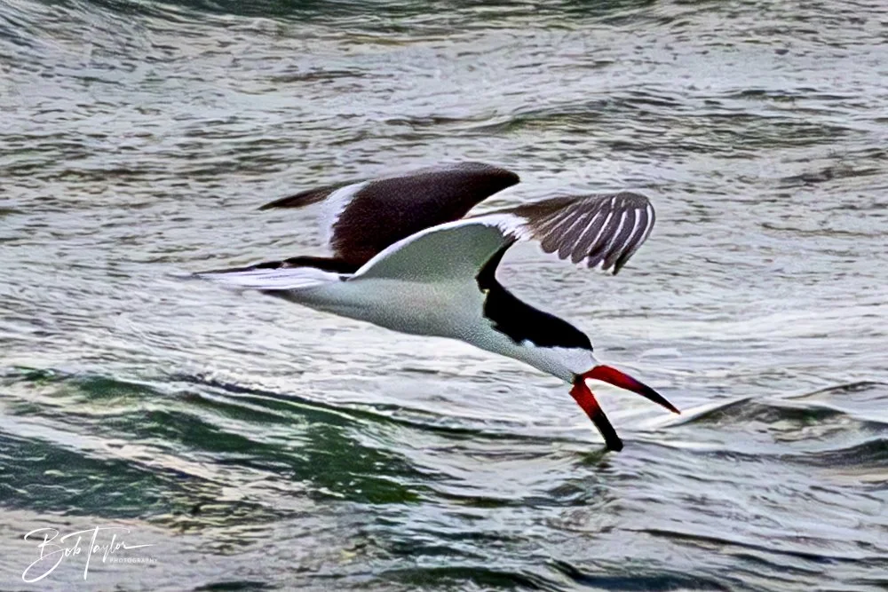 20240625-SASP Birds 3 -5.jpeg