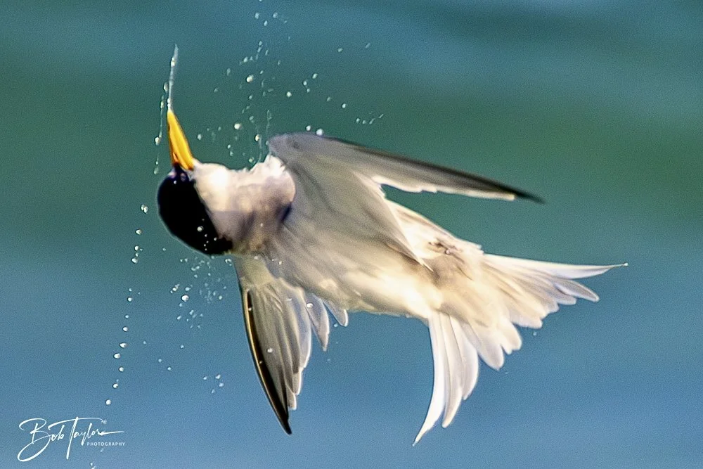 20240613-SASP Jun 24 -28.jpeg