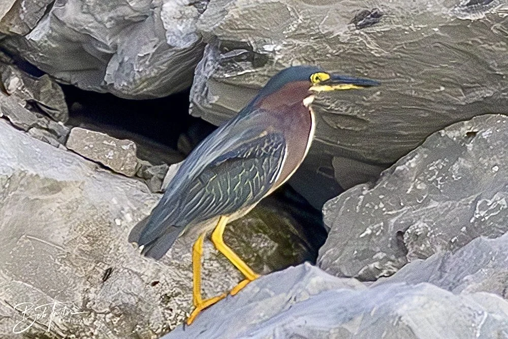 20240613-SASP Jun 24 -6.jpeg