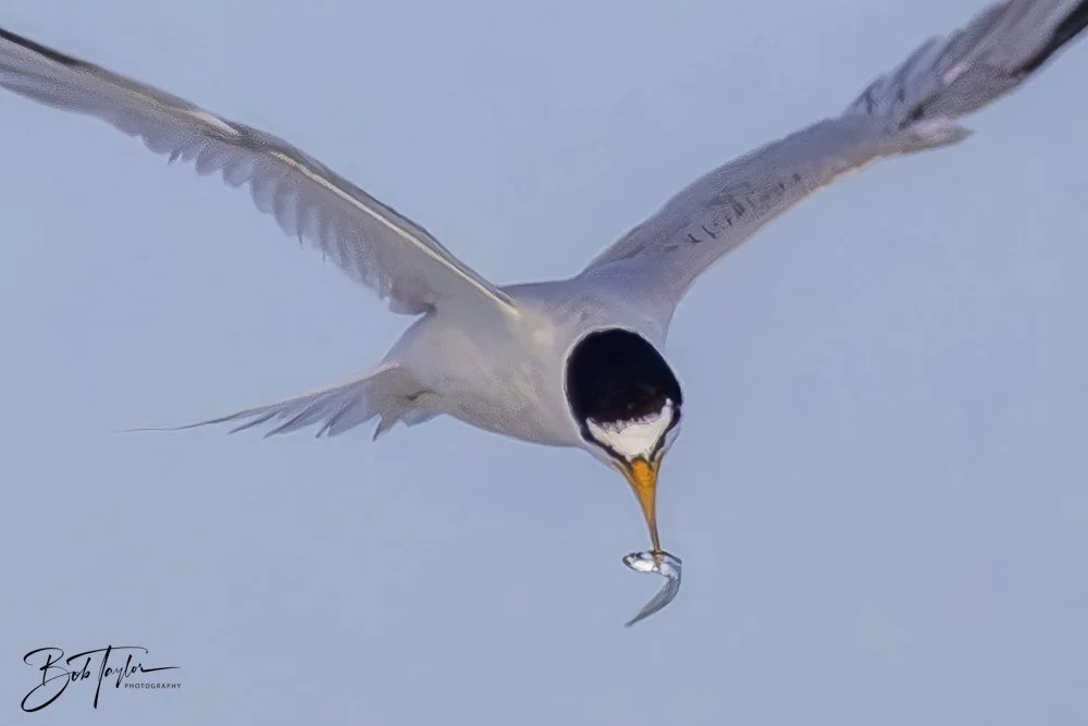 20240625-SASP Birds 1 -5.jpeg