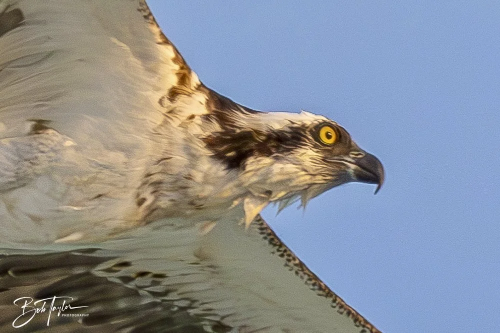 20240613-SASP Jun 24 -41.jpeg