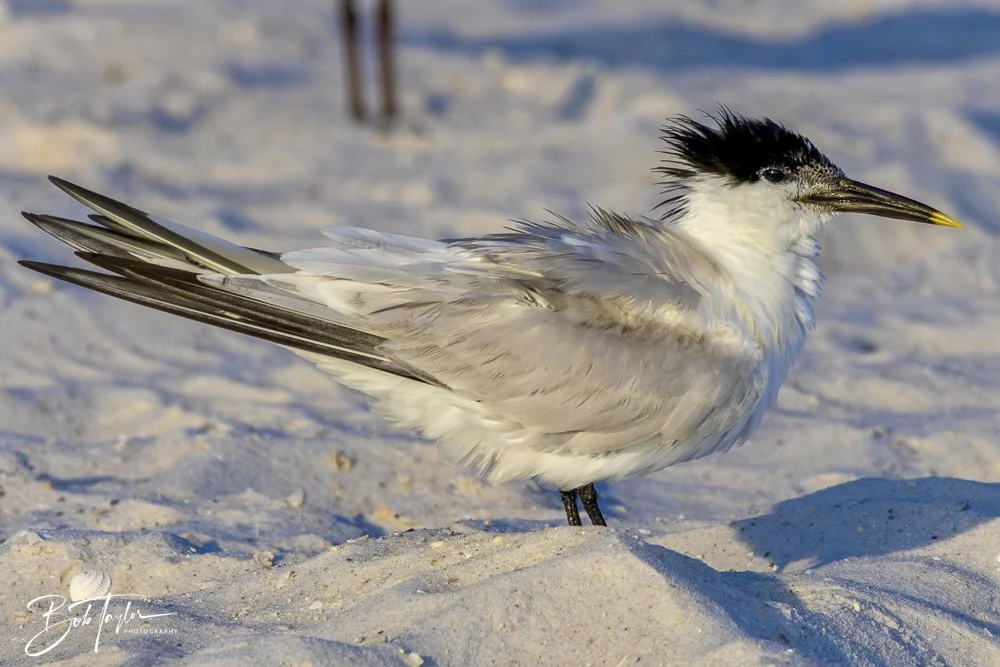 20240613-SASP Jun 24 -21.jpeg