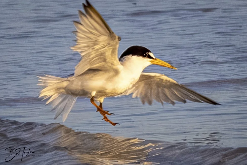 20240625-SASP Birds 1 -9.jpeg