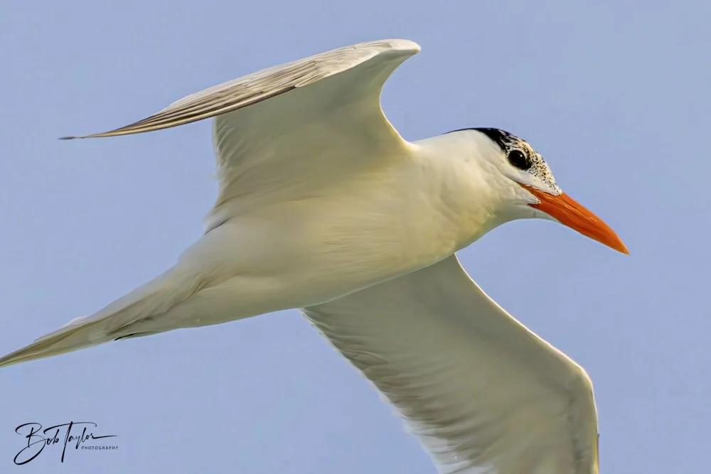 20240625-SASP Birds 1 -8.jpeg