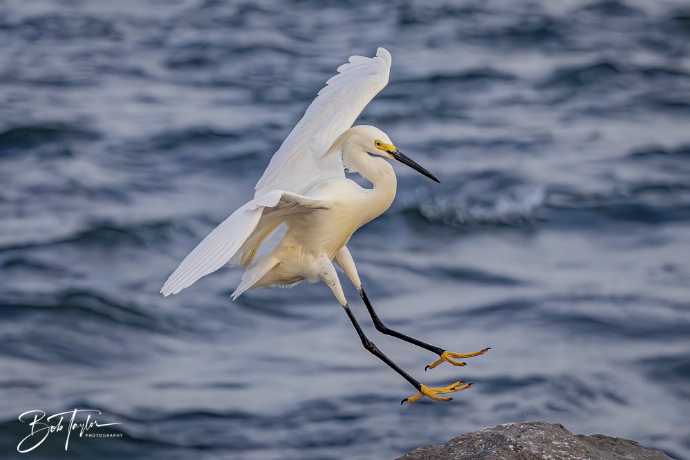 20240625-SASP Birds 3 -2.jpeg