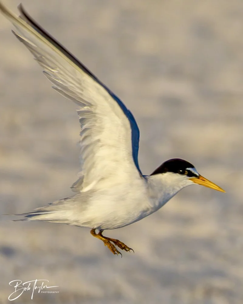 20240613-SASP Jun 24 -33.jpeg