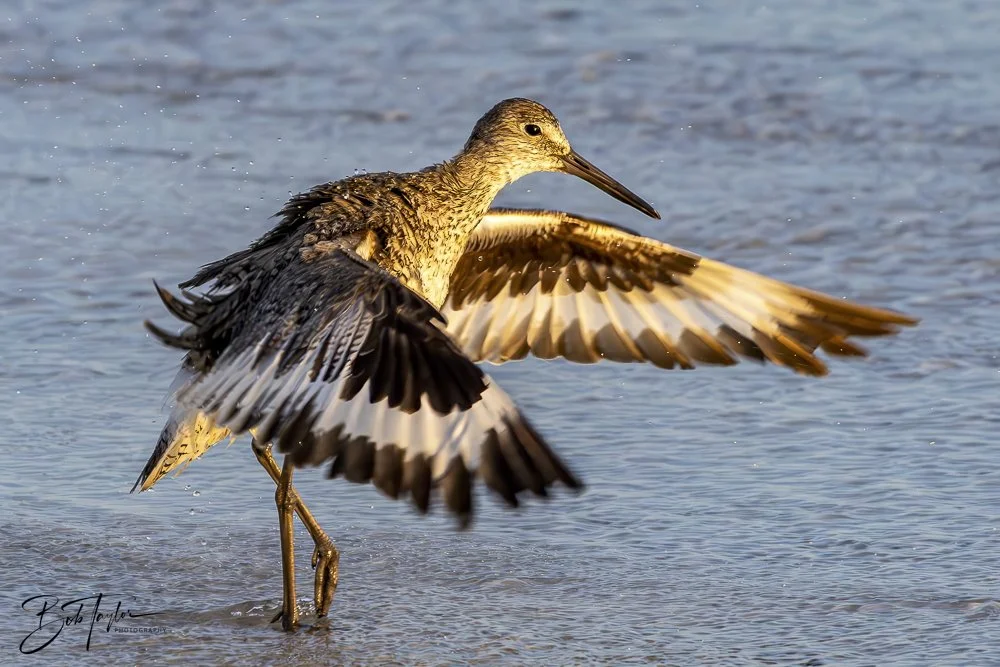 20240625-SASP Birds 1 -12.jpeg