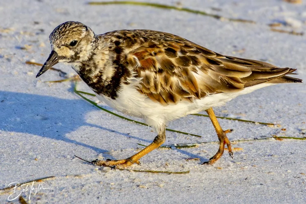 20240613-SASP Jun 24 -22.jpeg