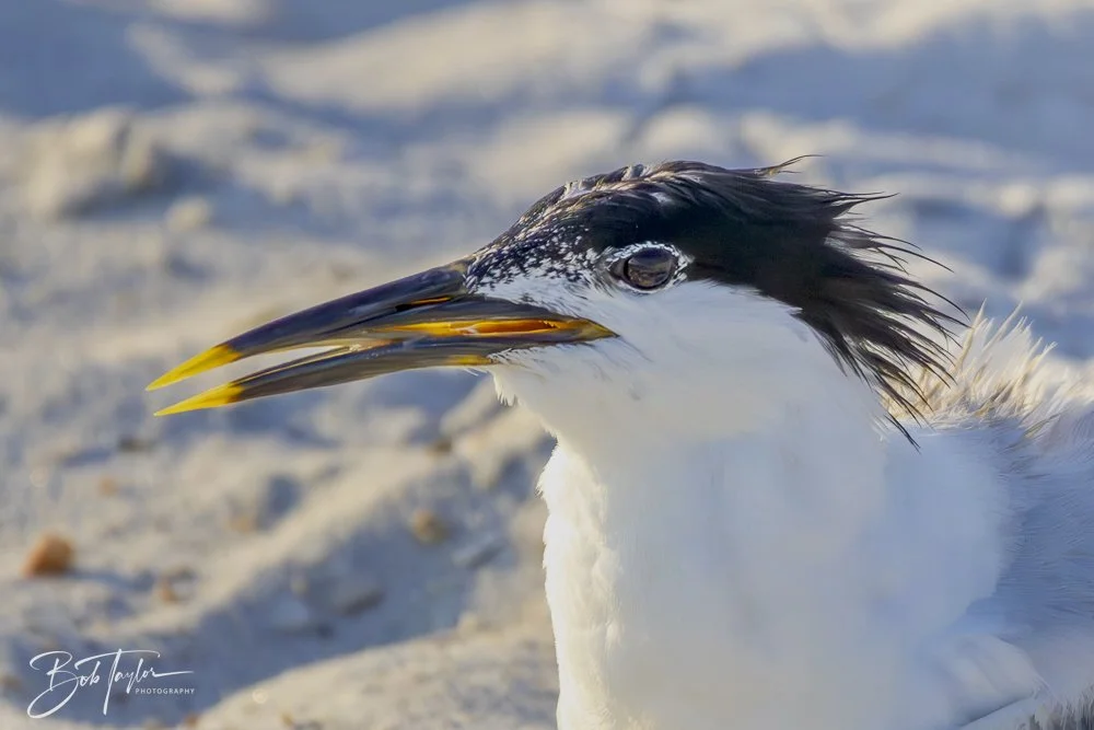 20240613-SASP Jun 24 -18.jpeg