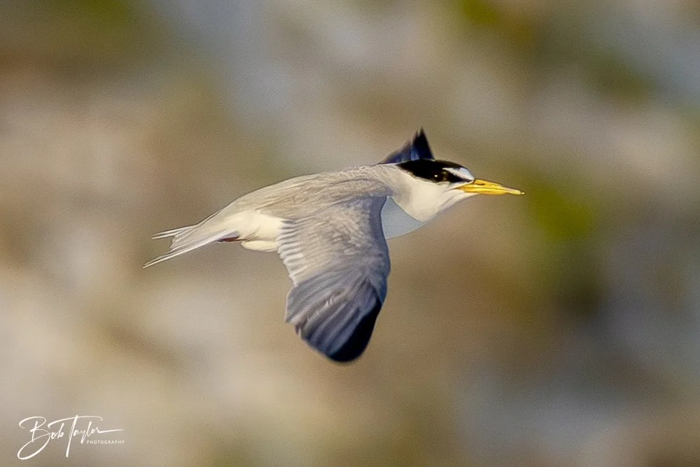 20240613-SASP Jun 24 -38.jpeg