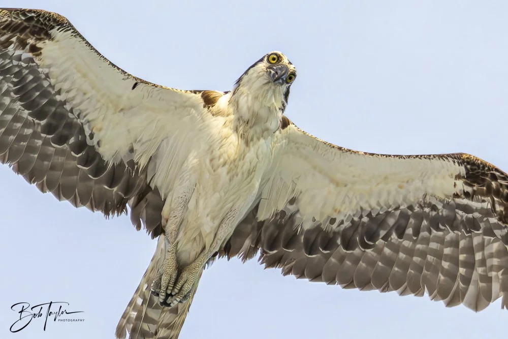 20240625-SASP Birds 1 -3.jpeg