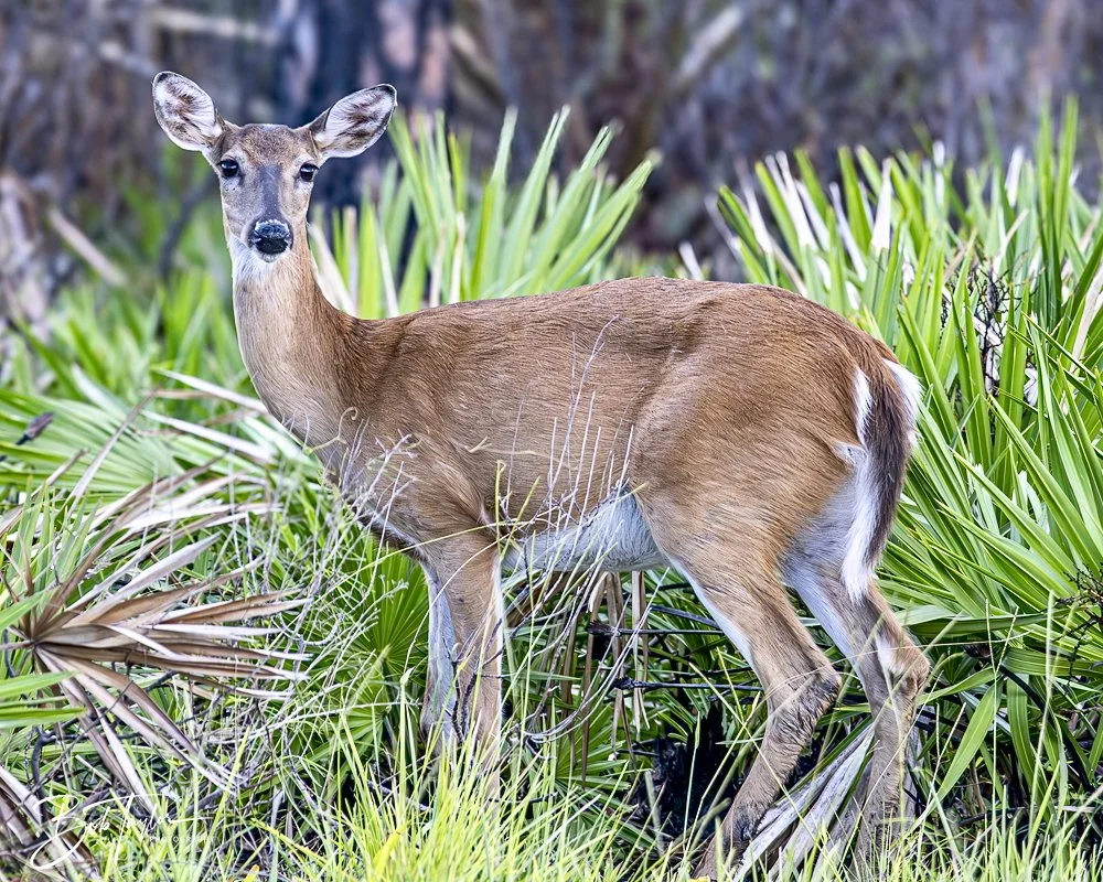 20240628-SASP People -13 (1).jpeg