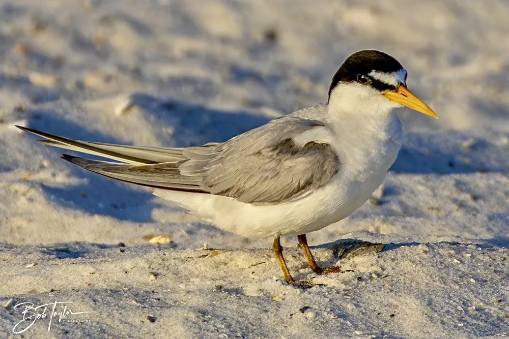 20240613-SASP Jun 24 -29.jpeg