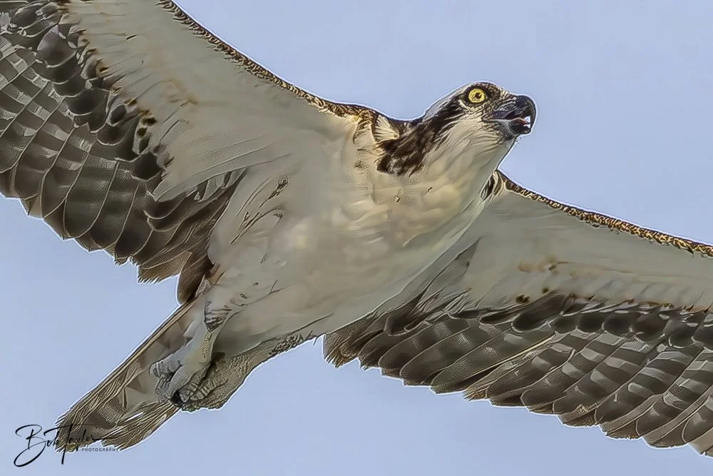 20240625-SASP Birds 1 -4.jpeg