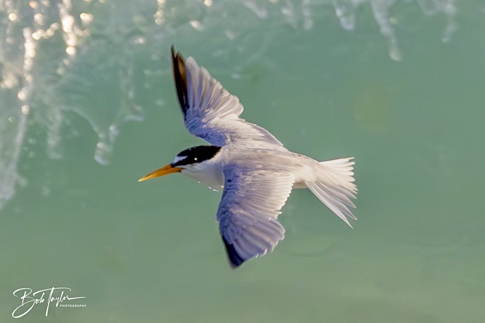 20240613-SASP Jun 24 -25.jpeg