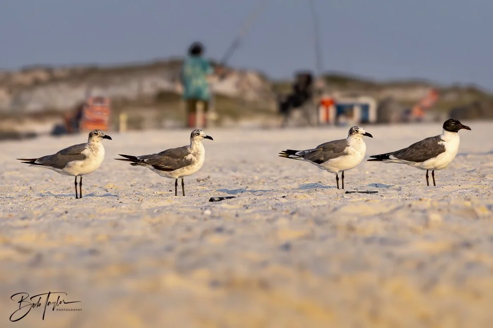 20240625-SASP Birds 1 -14.jpeg