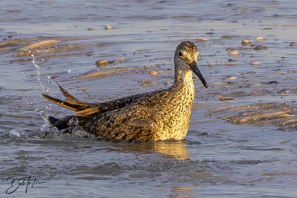 20240625-SASP Birds 1 -10.jpeg