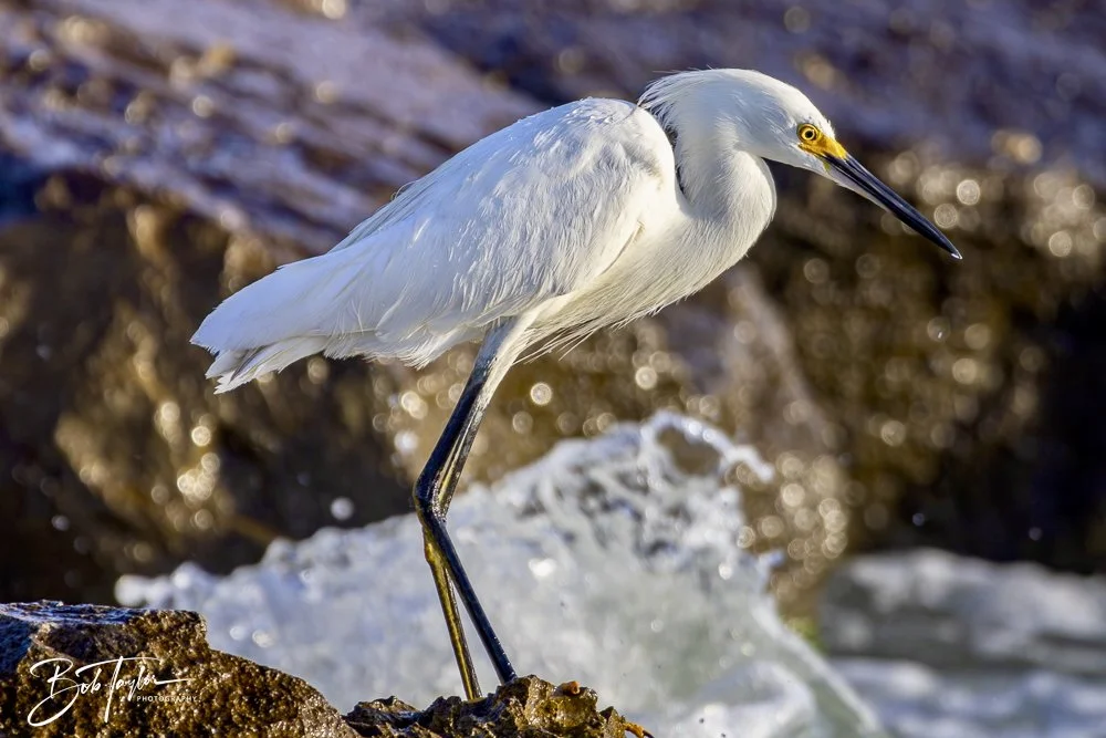 20240628-SASP People -24 (1).jpeg