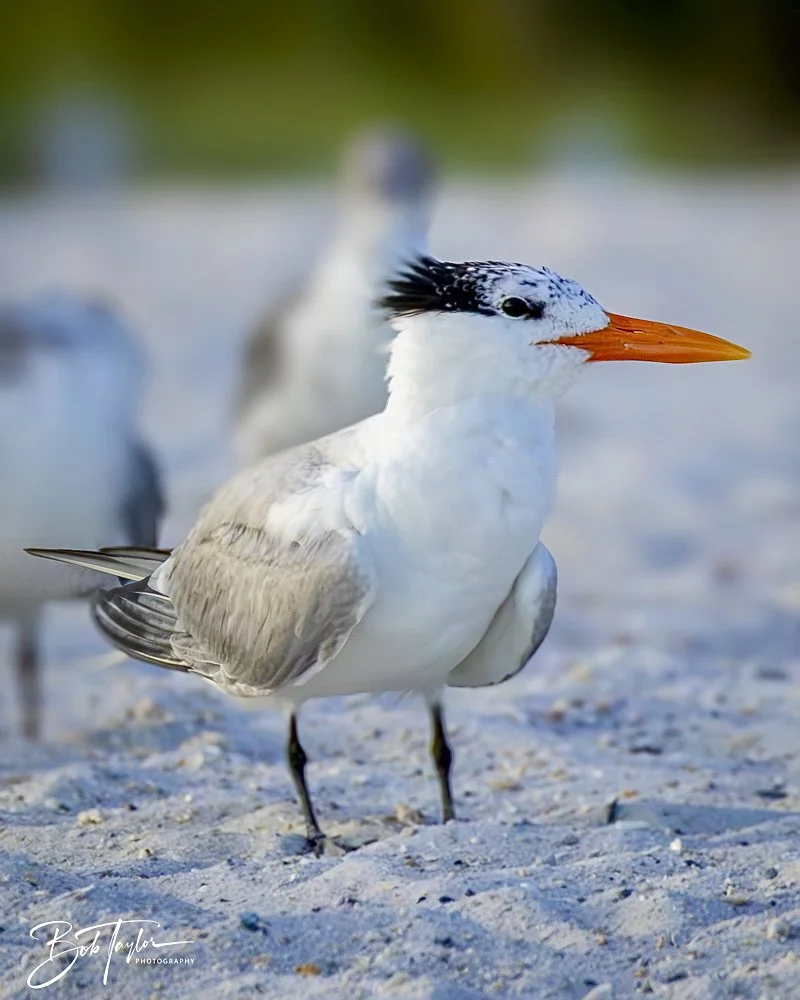 20240613-SASP Jun 24 -12.jpeg