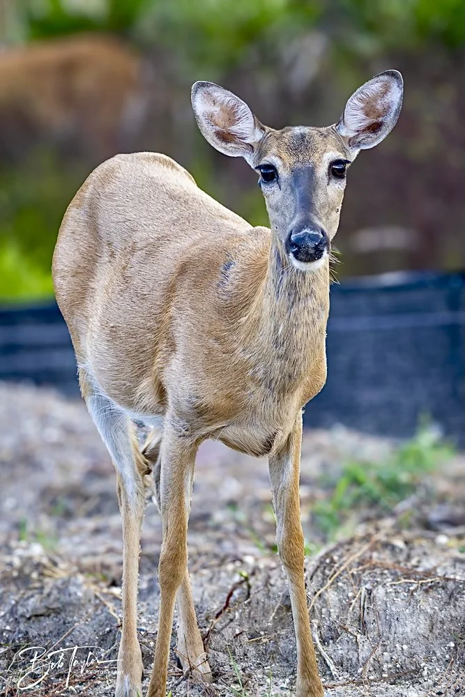 20240628-SASP People -15 (1).jpeg