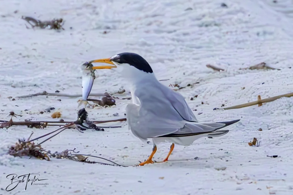 20240625-SASP Birds 1 -15.jpeg