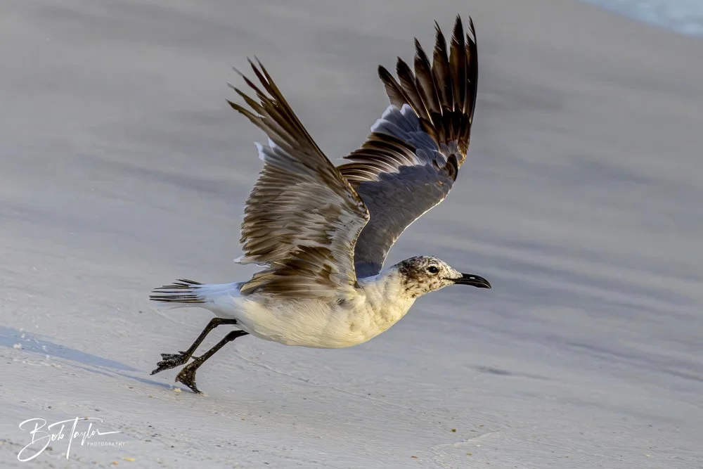 20240625-SASP Birds 5 -1.jpeg