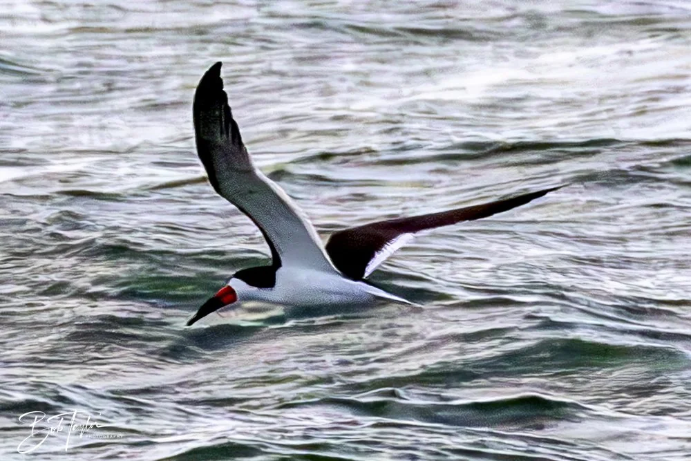 20240625-SASP Birds 3 -6.jpeg