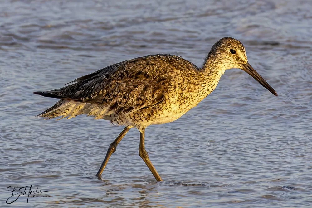 20240625-SASP Birds 1 -11.jpeg