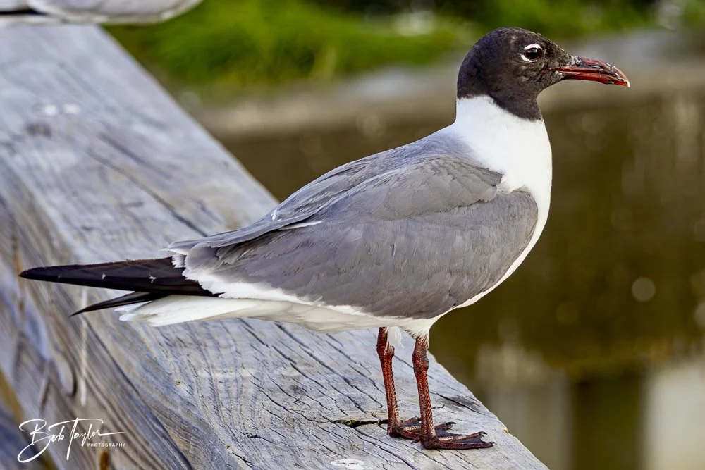 20240628-SASP People -10 (1).jpeg