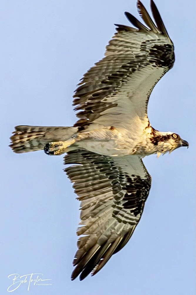 20240613-SASP Jun 24 -43.jpeg