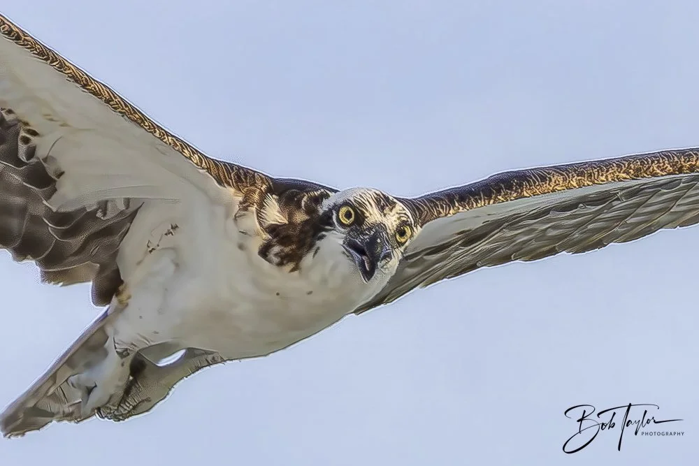 20240625-SASP Birds 2 -1.jpeg