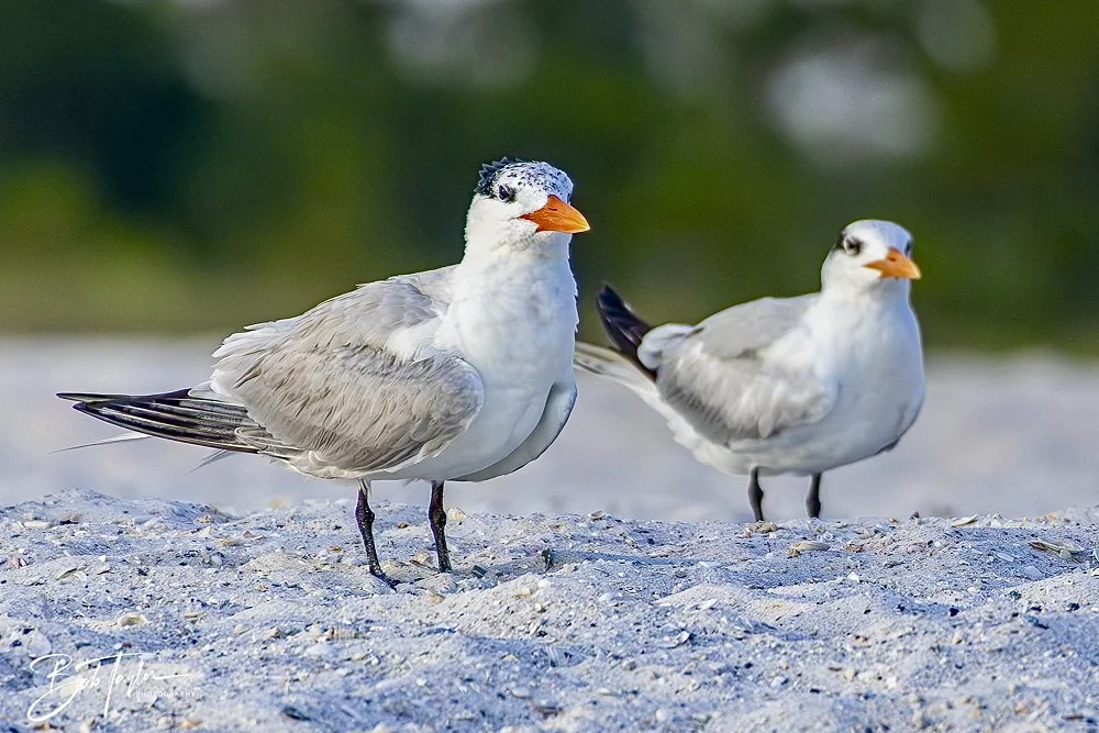 20240613-SASP Jun 24 -15.jpeg