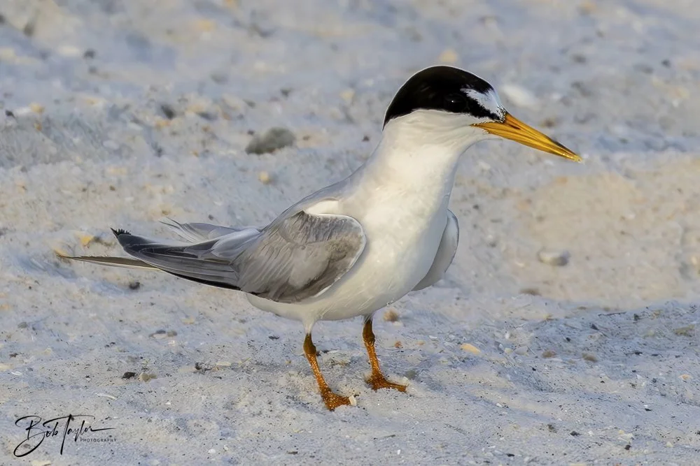 20240625-SASP Birds 1 -1.jpeg