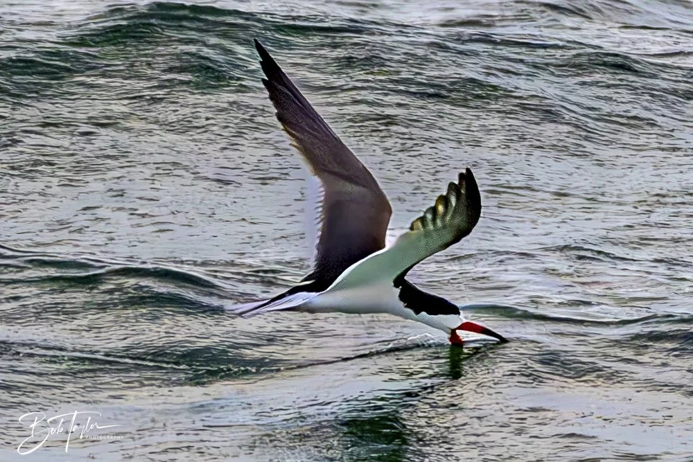 20240625-SASP Birds 3 -4.jpeg