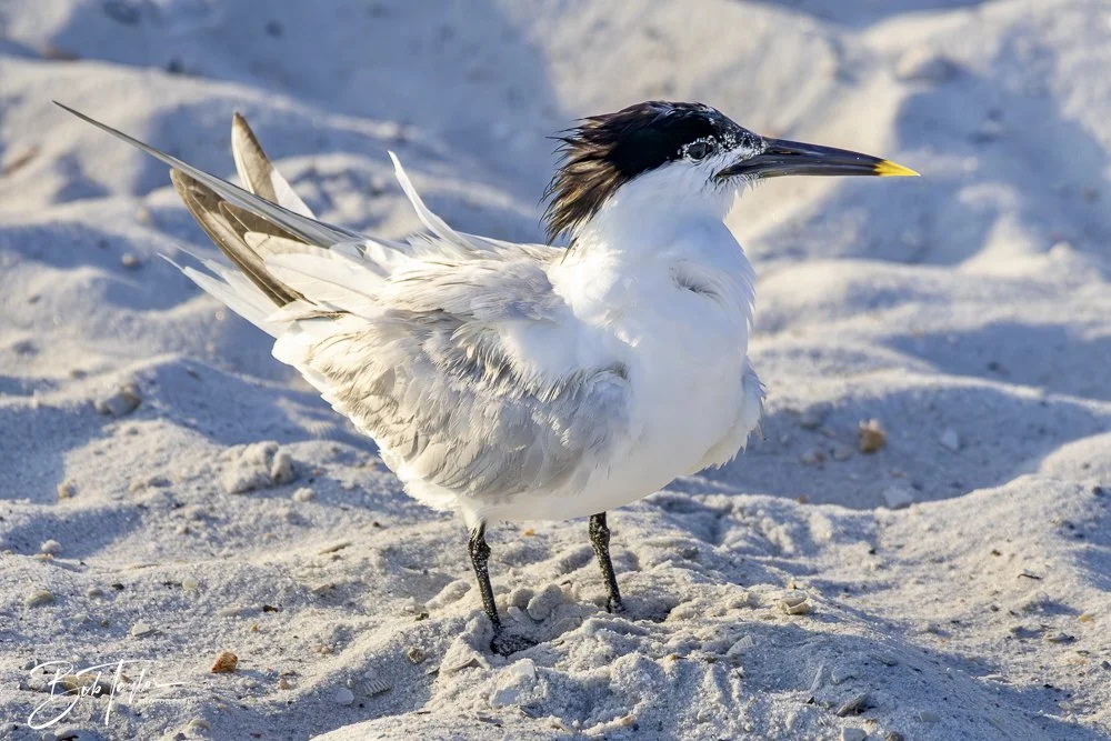 20240613-SASP Jun 24 -19.jpeg