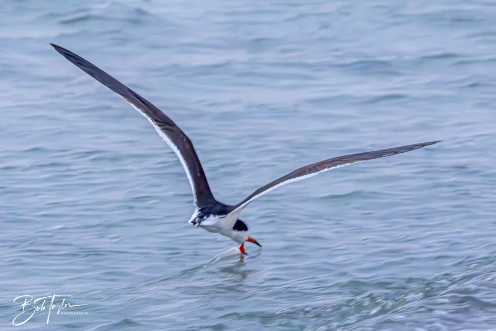 20240625-SASP Birds 3 -10.jpeg