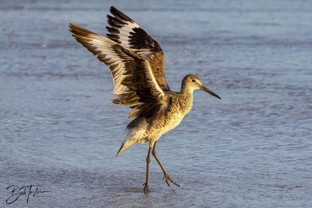 20240625-SASP Birds 1 -13.jpeg