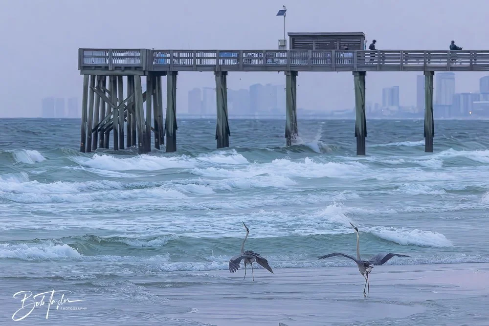 20240625-SASP Birds 3 -7.jpeg