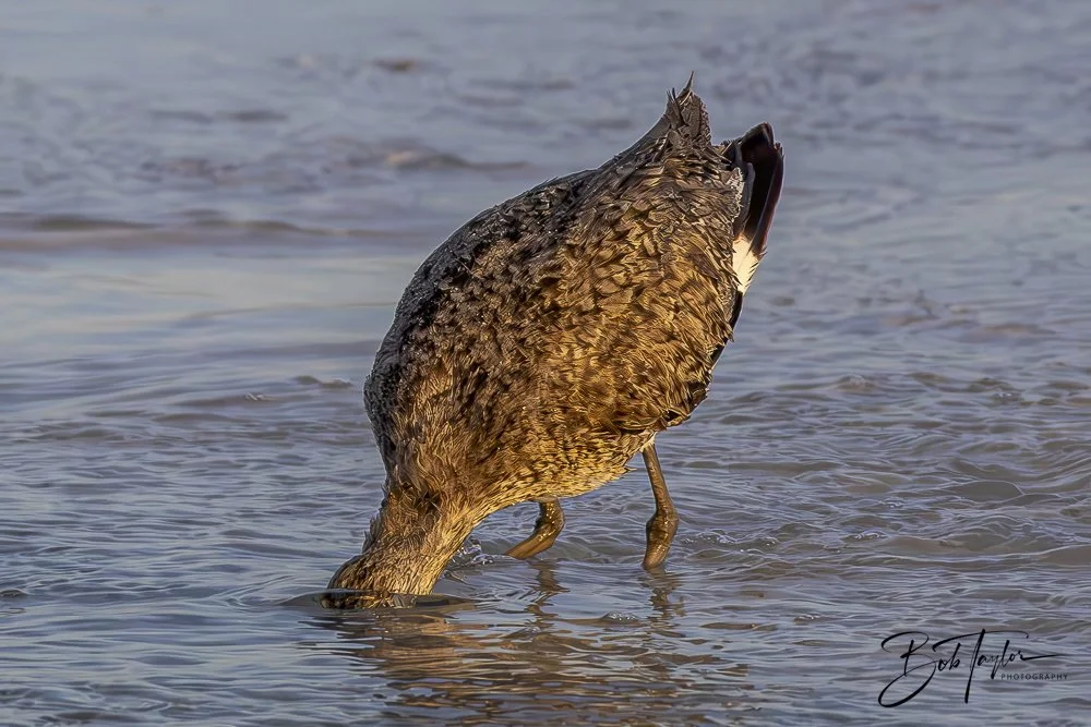 20240625-SASP Birds 2 -2.jpeg