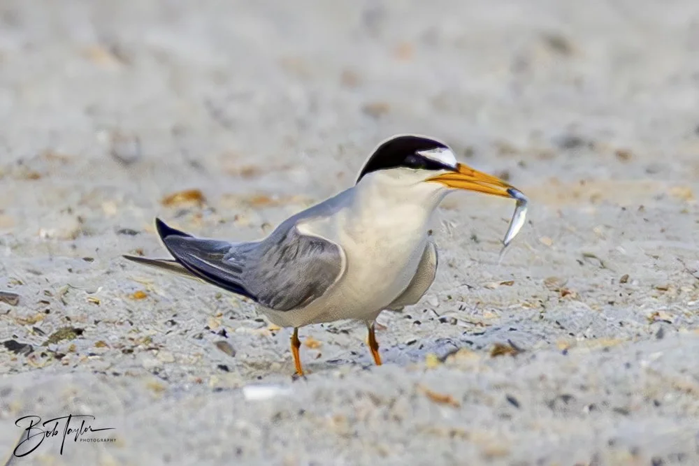 20240625-SASP Birds 1 -6.jpeg