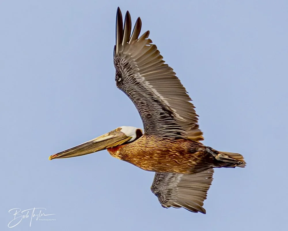 20240613-SASP Jun 24 -45.jpeg